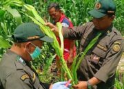 Dukung Pertanian Berkelanjutan, Karantina Intensifkan Pemantauan OPTK