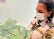 Lolos Pemeriksaan Karantina, Bibit Jambu Bol Papua Asal Timika Siap Terbang ke Kubu Raya