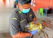 Karantina Papua Tengah Sertifikasi Dua Ribu Ekor Kepiting ke Singapura