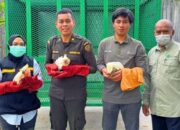 Karantina Papua Tengah Berhasil Selamatkan Penyelundupan 9 Burung Kakaktua Jambul Kuning