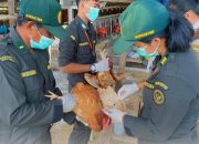 Cegah Penyakit Avian Influenza dan ND, Karantina Papua Tengah Monitoring Akreditasi Laboratorium