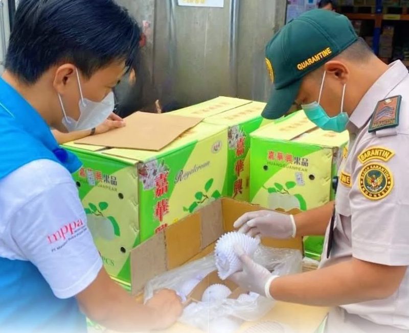 Karantina Papua Tengah Pastikan Ribuan Kilogram Buah dan Daging Masuk ke Timika Bebas Hama Penyakit