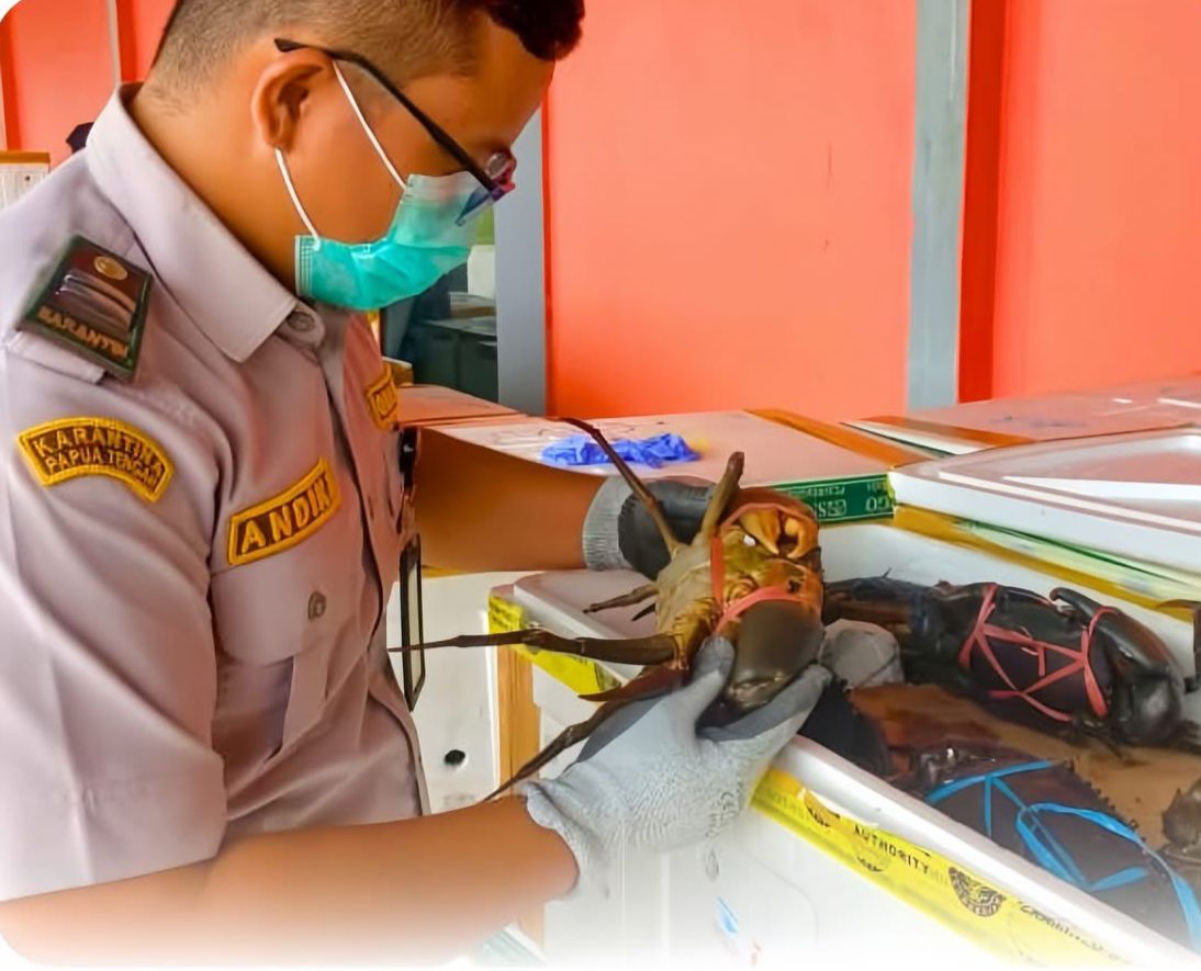 Timika Siap Ekspor 1,2 Ton Kepiting Bakau  Ke Jakarta, Karantina Pastikan Aman dan Sehat