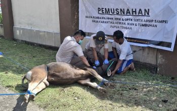 Tanpa Dokumen, Karantina Papua Tengah Musnahkan Sapi Yang Masuk Ke Timika