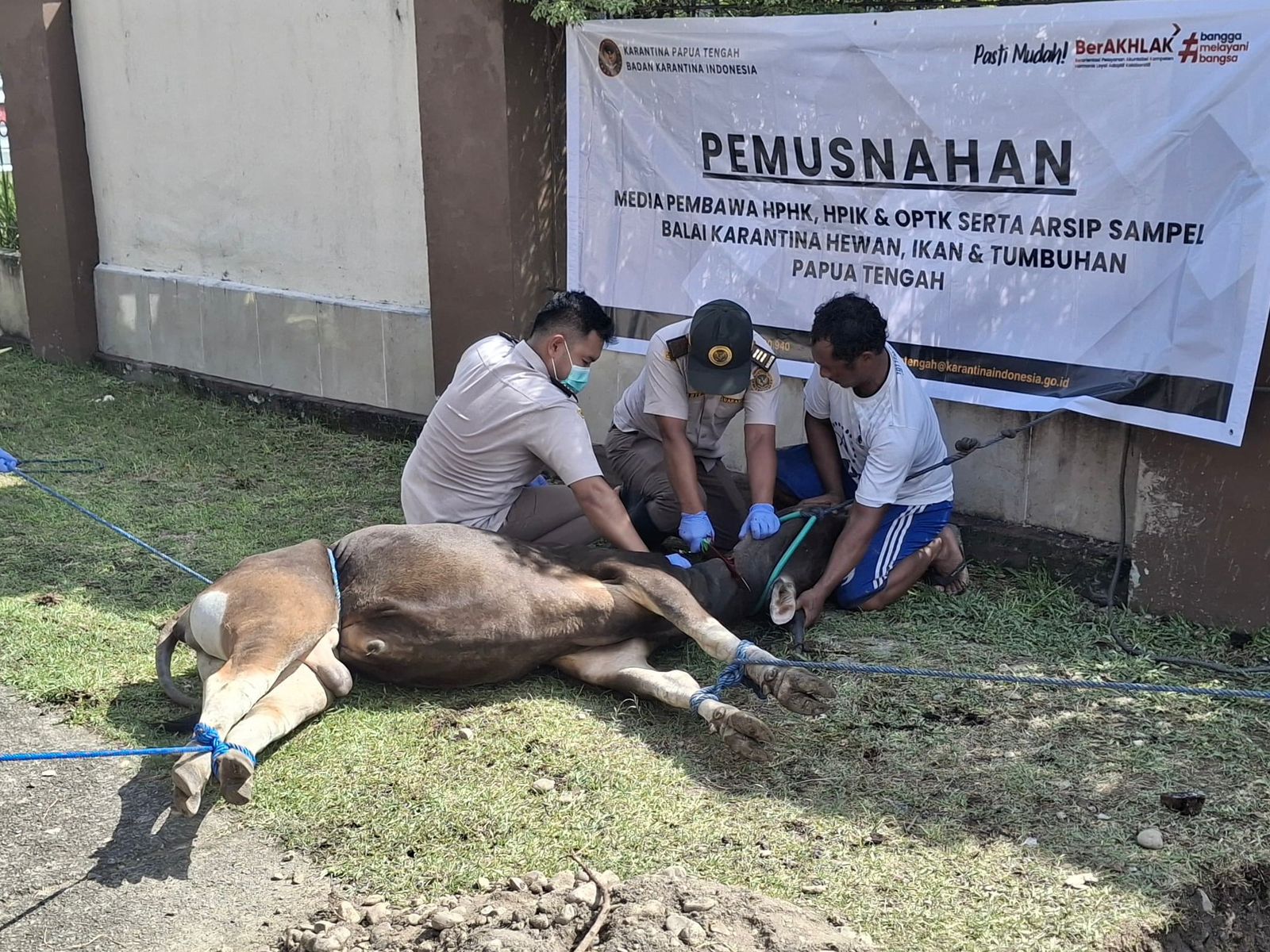 Tanpa Dokumen, Karantina Papua Tengah Musnahkan Sapi Yang Masuk Ke Timika