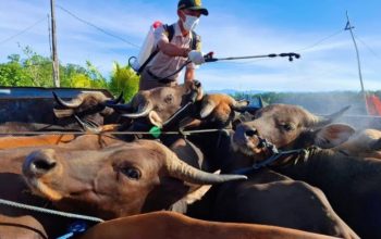 Karantina Perketat Pengawasan Ratusan Hewan Kurban yang Masuk ke Timika