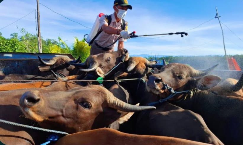 Karantina Perketat Pengawasan Ratusan Hewan Kurban yang Masuk ke Timika
