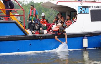 Dukung Keberlanjutan Ekosistem Pesisir Mimika, PTFI Lepas 10.000 Bibit Baramundi dan 1.000 Kepiting Bakau