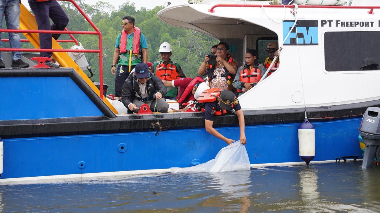 Dukung Keberlanjutan Ekosistem Pesisir Mimika, PTFI Lepas 10.000 Bibit Baramundi dan 1.000 Kepiting Bakau