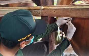 Pengawasan Kesehatan Sapi di Mimika: Karantina Papua Tengah Turun Tangan Cegah Penyakit Ternak