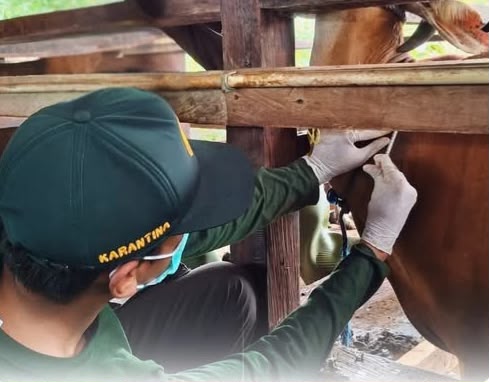 Pengawasan Kesehatan Sapi di Mimika: Karantina Papua Tengah Turun Tangan Cegah Penyakit Ternak