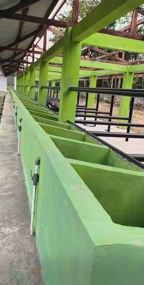 Disnakkeswan Wacanakan Relokasi Rumah Potong Babi ke SP 5 untuk Tingkatkan Pelayanan dan Standar Operasional